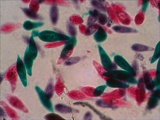 Набор готовых микропрепаратов Levenhuk N38 NG