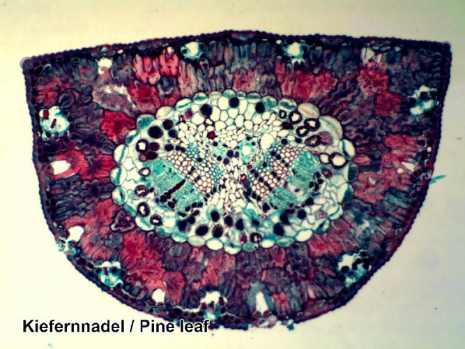 Набор микропрепаратов Bresser 100 шт., в кейсе